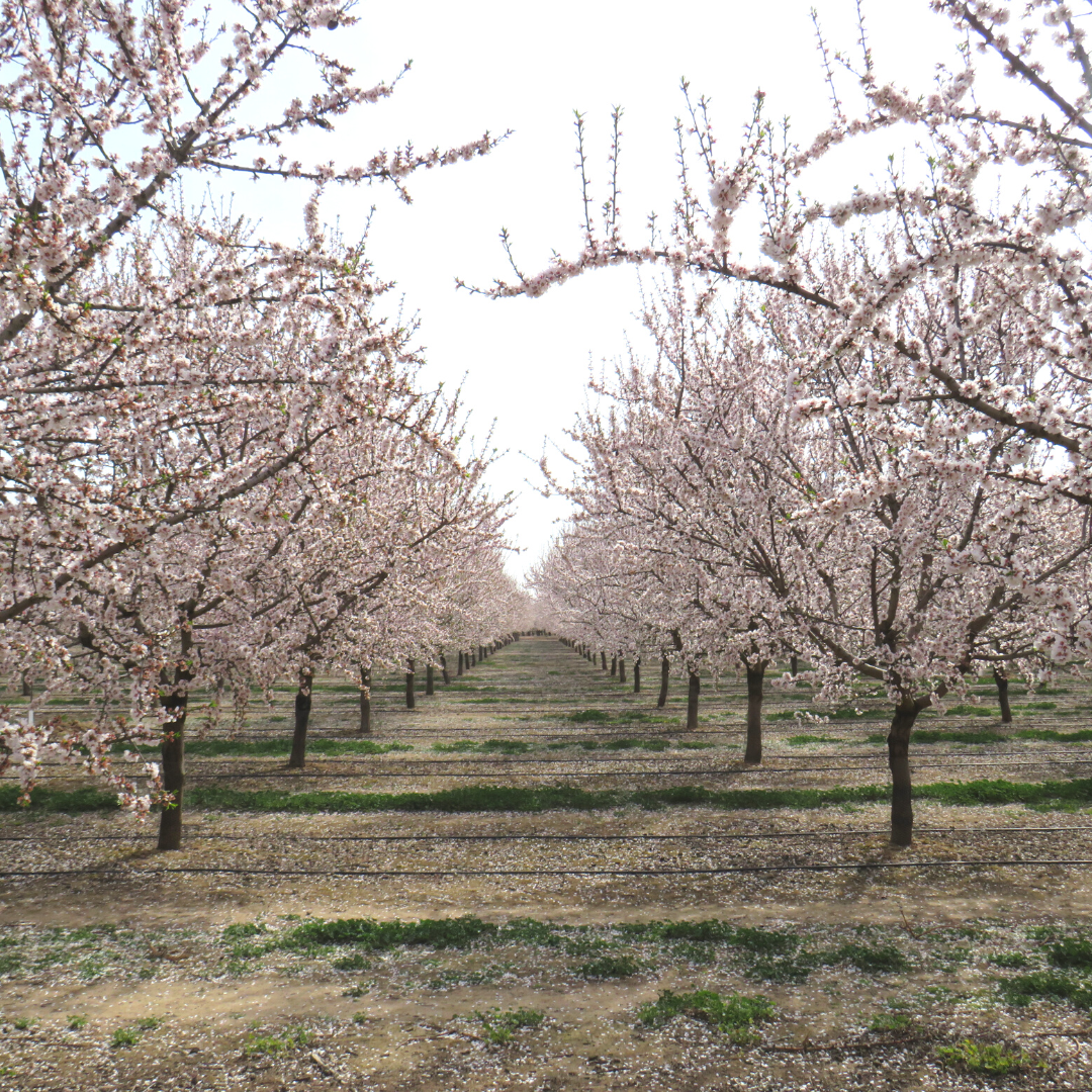 Spring fills our almond groves in Vilagrassa with colour.